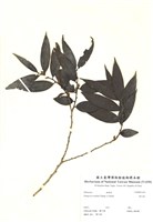 藏品(軟毛柿)的圖片